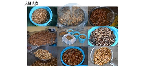 華邦智取核桃仁妙召 不失營(yíng)養(yǎng) 物理去皮0破損 最新最熱門的核桃仁去皮設(shè)備