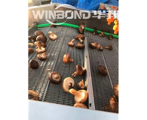 供應(yīng)香菇清洗機 全套香菇加工設(shè)備 清洗瀝水風(fēng)干線